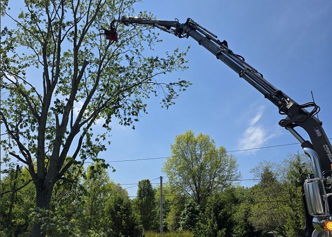 Tree being trimmed by a large black crane against a blue sky in a leafy yard