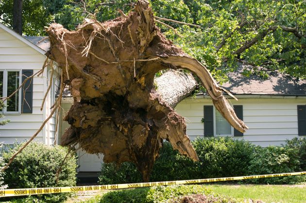 A large, uprooted tree stump with exposed soil and roots stands in front of a white house with yellow caution tape.