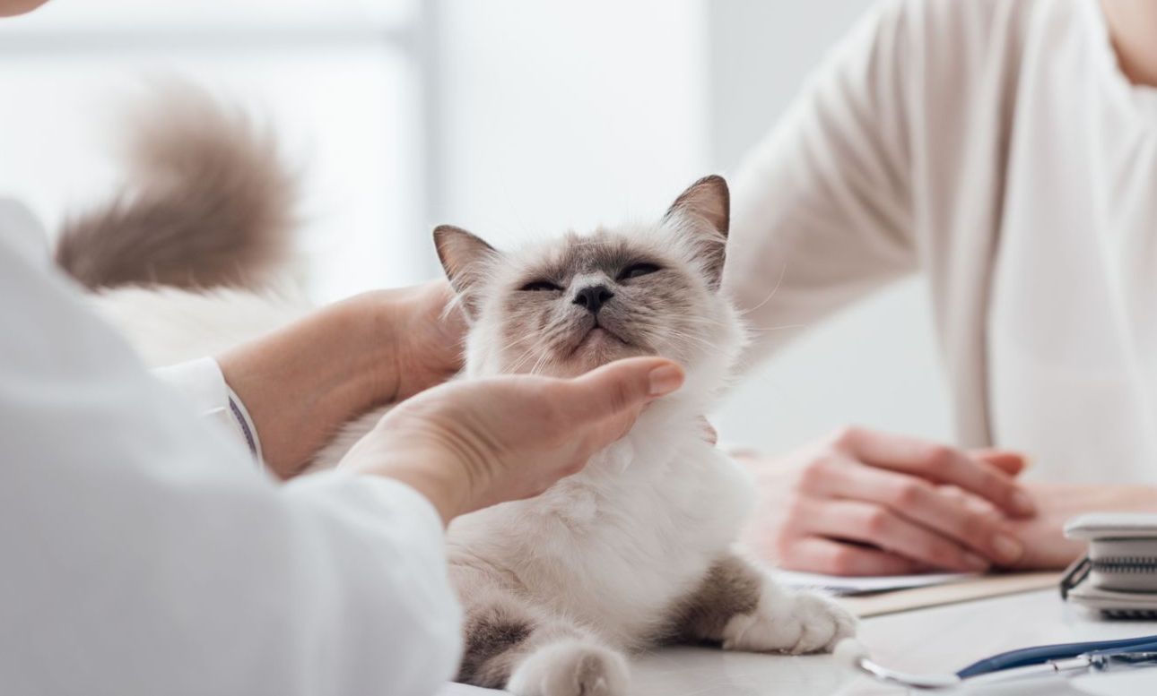 A doctor petting a relaxed, light-colored cat on a table, possibly at a vet's office.