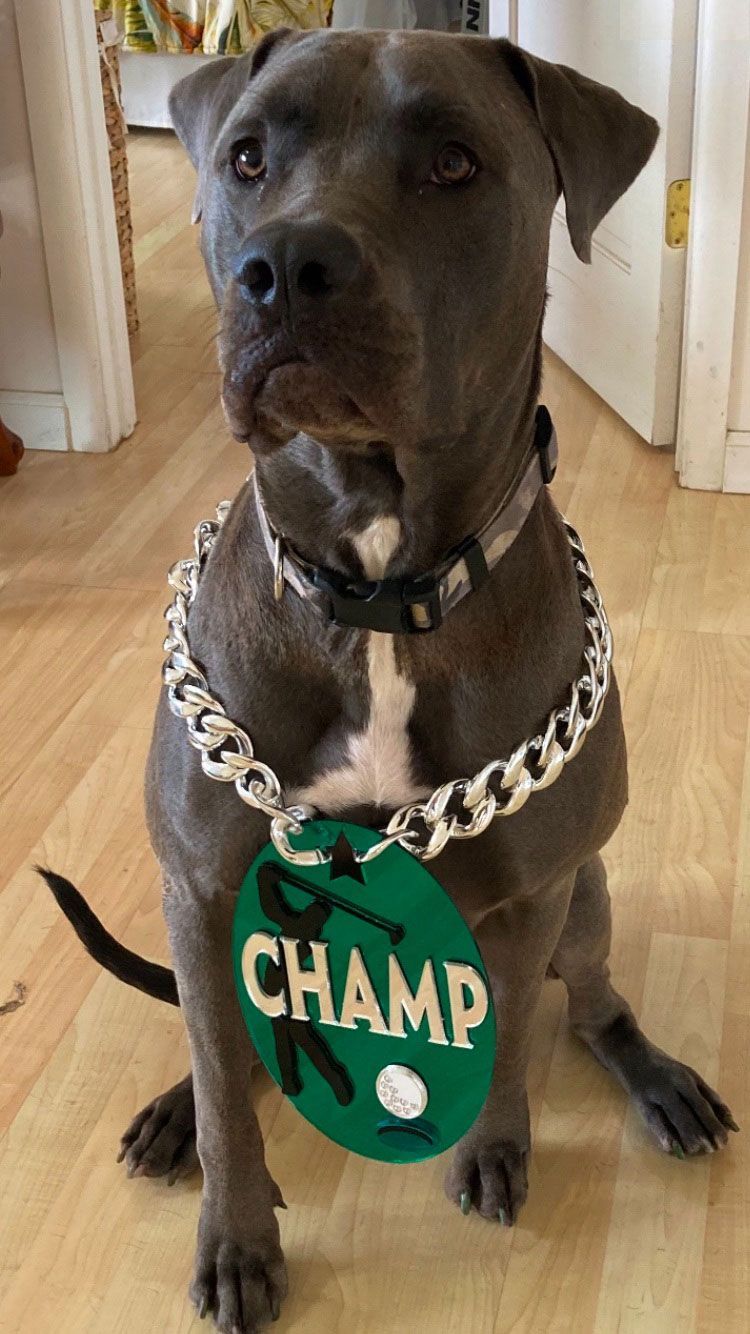 Blue pit bull wearing a chain collar and a green tag that says 