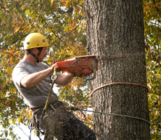 Man removing a dead tree