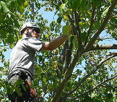 man trimming a tree while suspended from tree