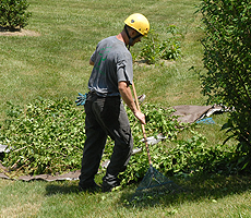 Man clearing tree and branch debris in a yard