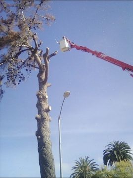 Man cutting down tree