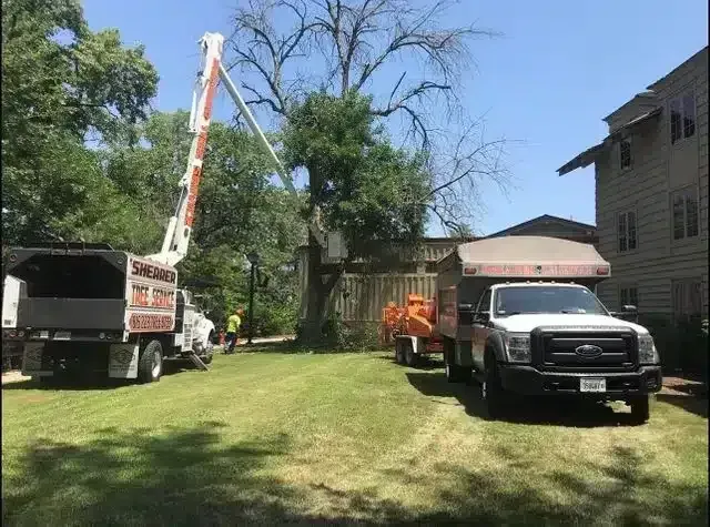 A white bucket truck and a dump truck work to prune a large tree next to a multi-story building on a sunny day.