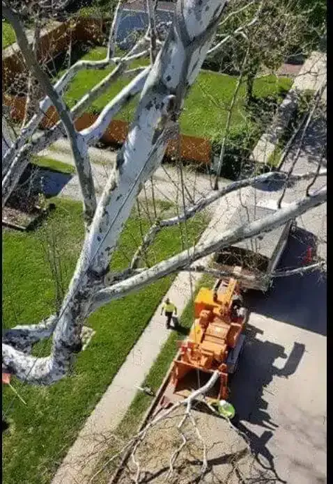 High-angle view of a worker feeding tree branches into a bright orange wood chipper parked on a residential street.