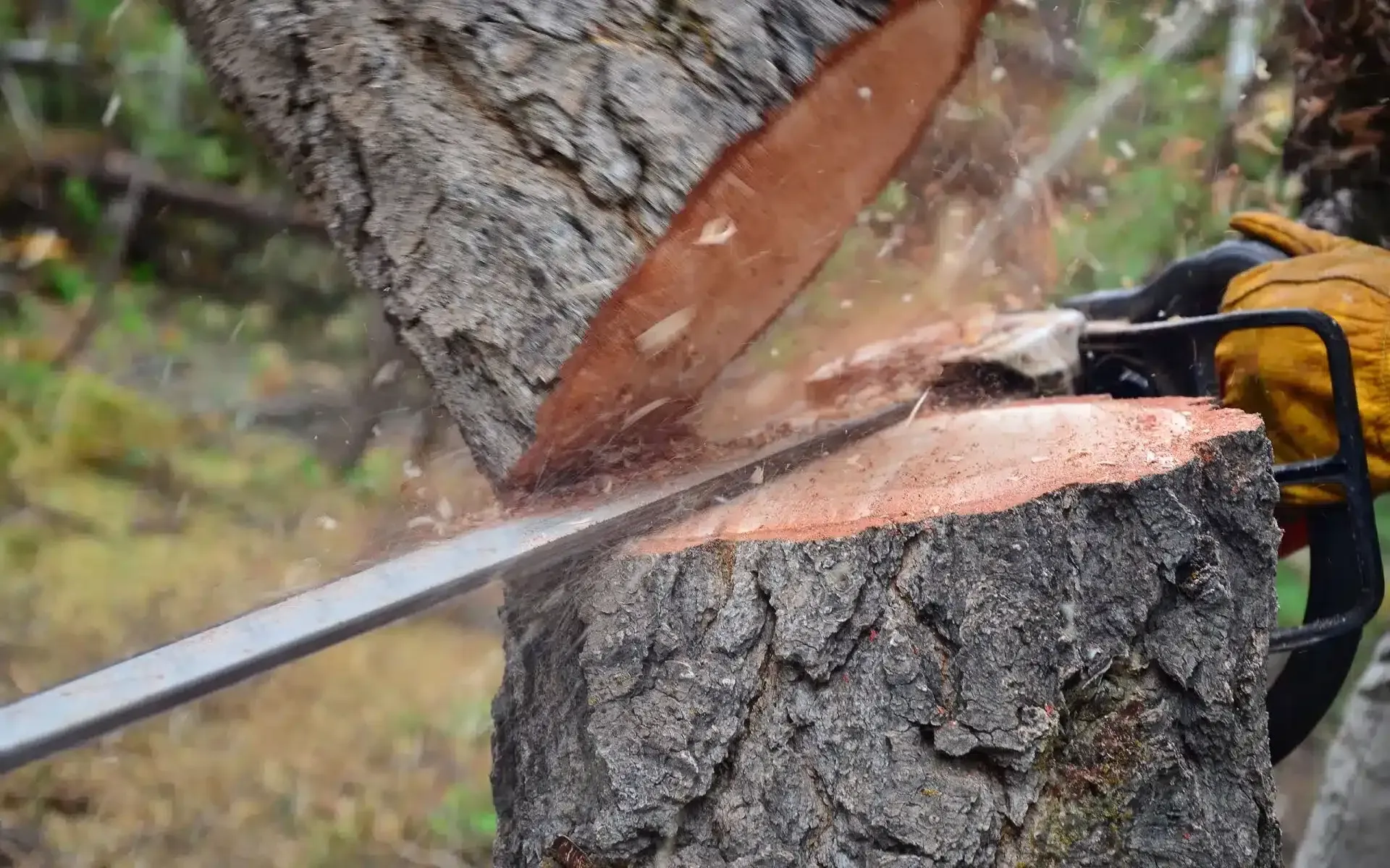 A person wearing a leather glove uses a chainsaw to cut through a thick wooden log in a wooded area.