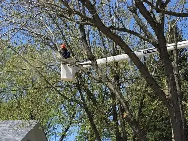 A worker in a bucket truck lift trims branches from a large tree against a blue sky.