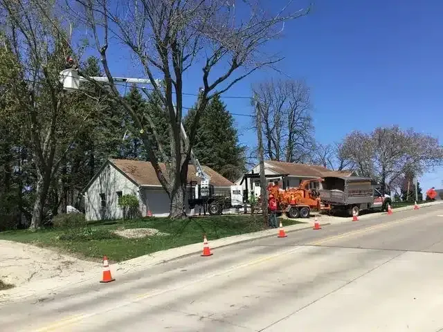 Workers use a bucket truck to trim a large tree in front of a house along a road lined with orange safety cones.