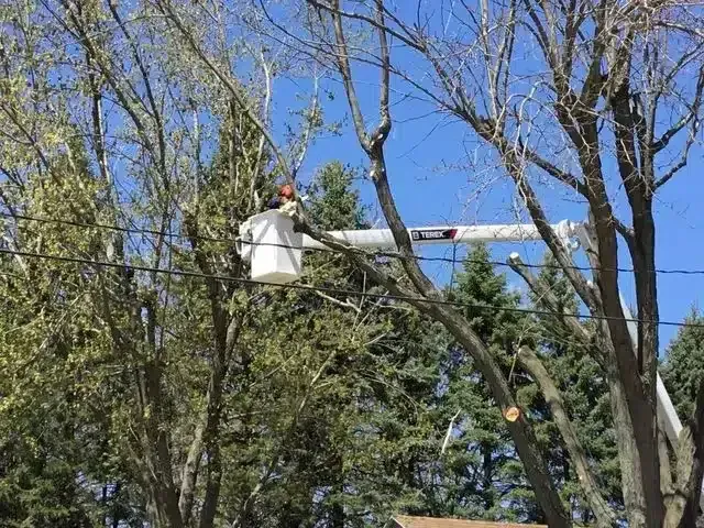 A utility worker in a cherry picker bucket trims tree branches near overhead power lines under a clear blue sky.