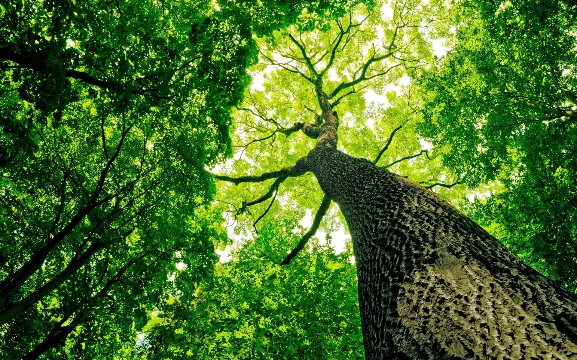 A low-angle view looking up a textured, dark tree trunk into a dense, vibrant green canopy filled with filtered sunlight.