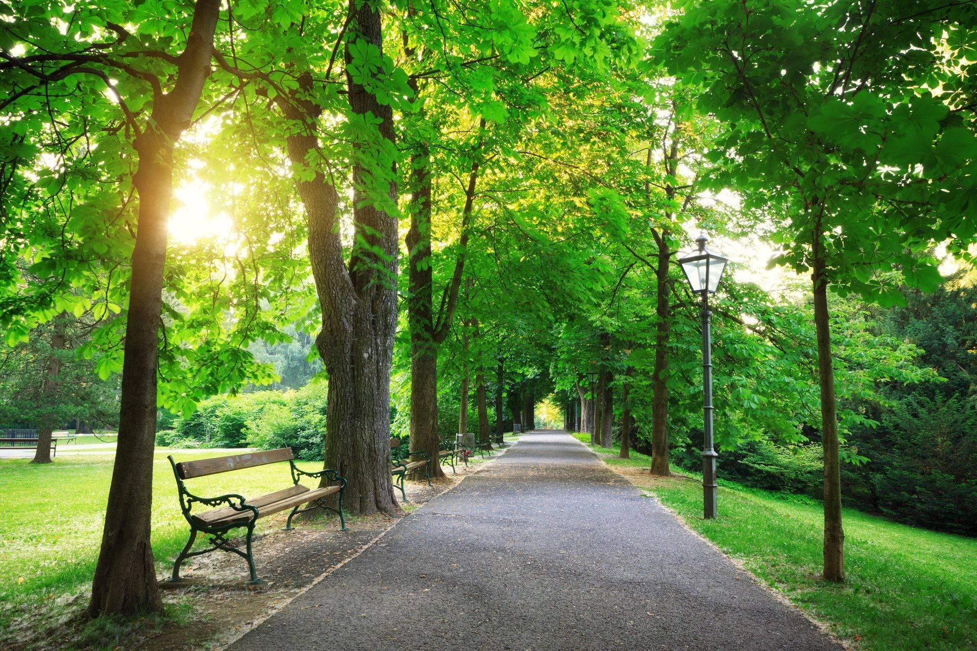 A sunny park path lined with green trees, featuring a wooden bench on the left and a lamp post on the right.
