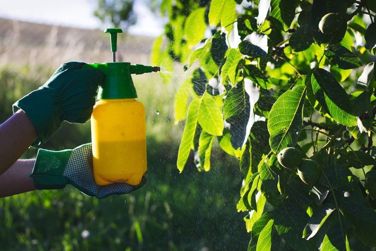 A person wearing gardening gloves uses a yellow spray bottle to mist leaves on a tree in a sunlit garden.