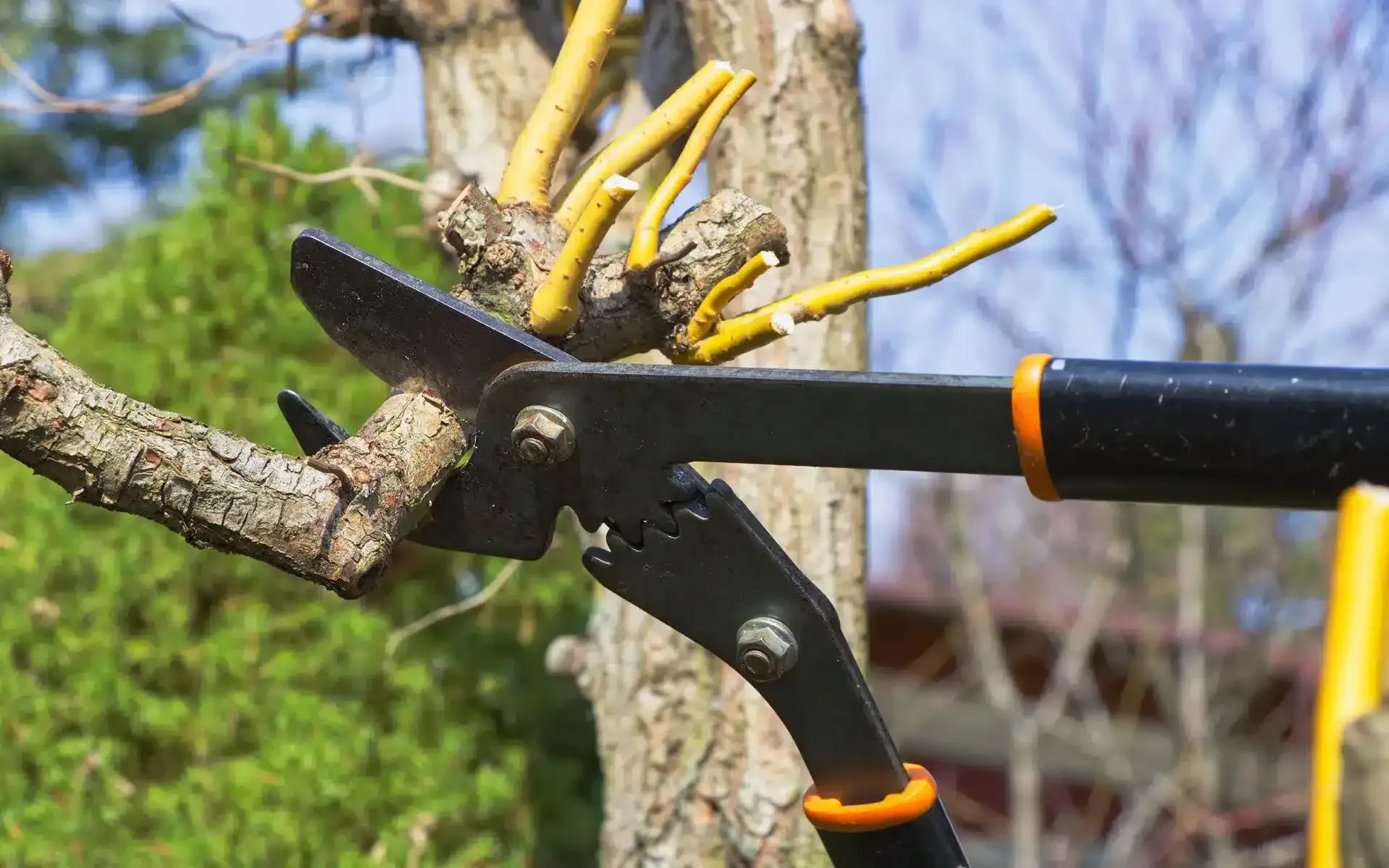 Close-up of garden loppers cutting a thick branch on a tree in an outdoor setting.