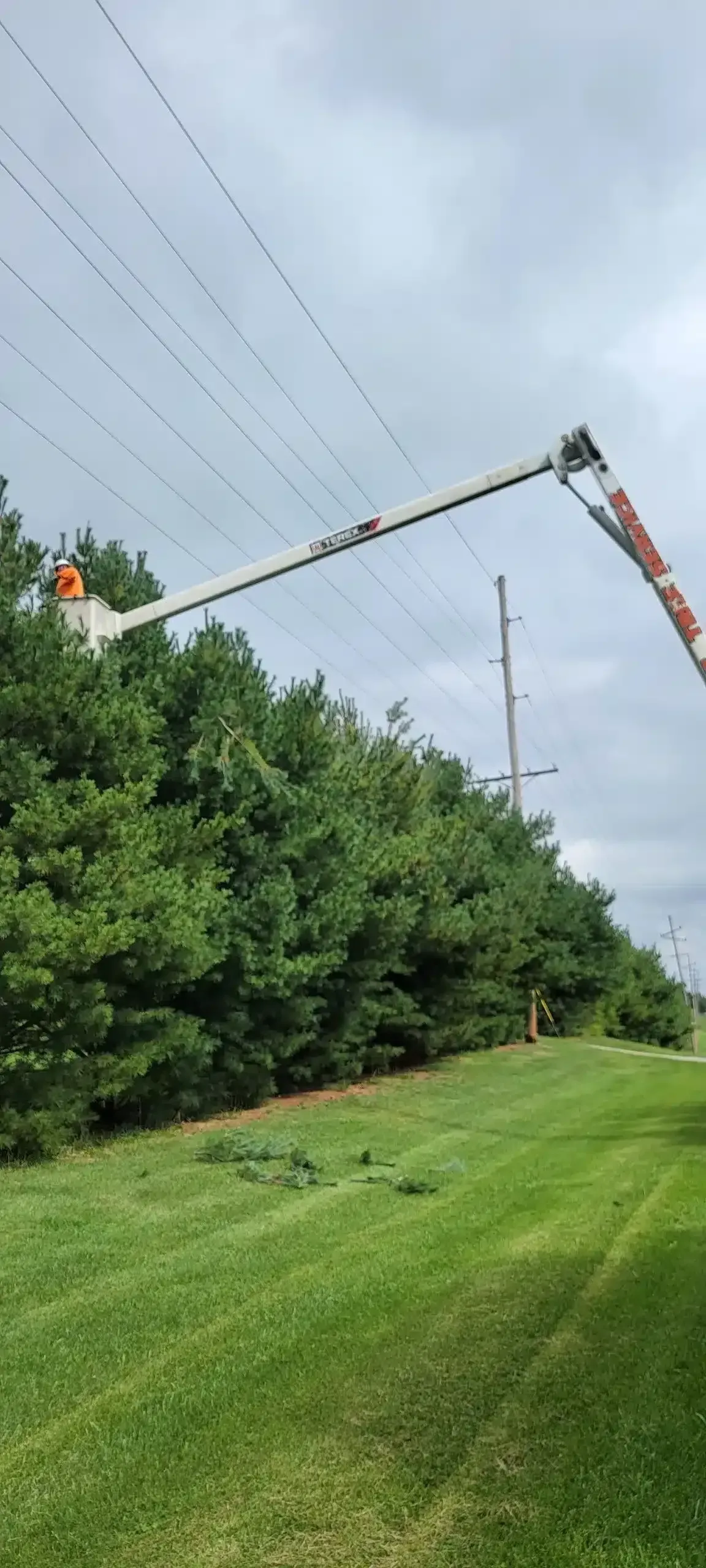 A person in a bucket truck lifts over a long row of evergreen trees to trim branches near overhead power lines.