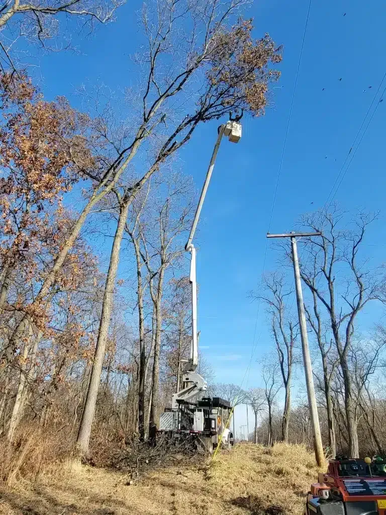 A bucket truck extending its arm high to trim branches near a utility pole in a wooded area under a clear blue sky.