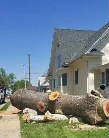 A large, fallen tree trunk lies on a grassy lawn in front of a yellow house on a sunny day.