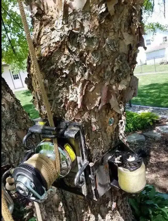A winch and pulley system mounted to the bark of a tree, used for tensioning a rope.