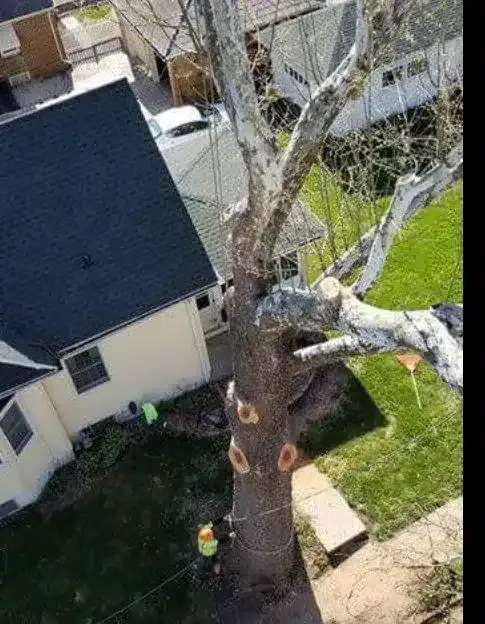 An arborist in a safety harness climbs a large tree during a residential tree removal near a house.