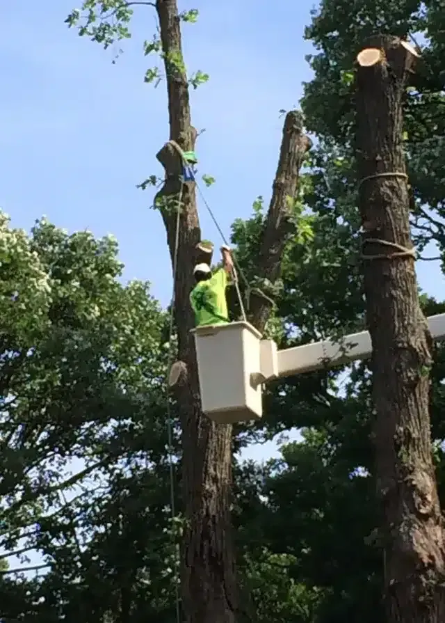 A person in a neon green shirt works from an aerial bucket lift, pruning branches from a tall tree on a sunny day.