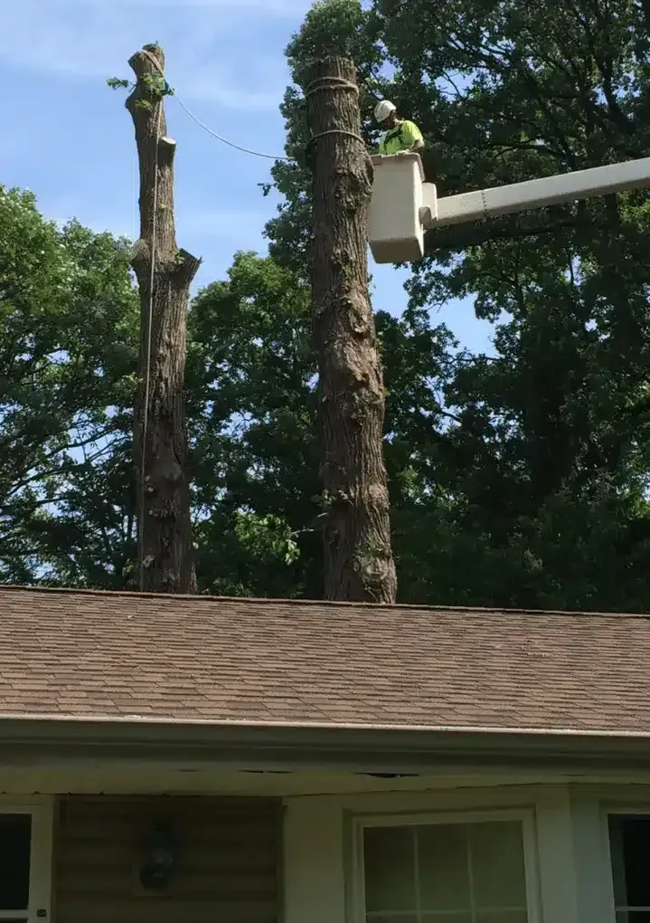 A worker in a bucket truck cutting down a tall tree near the roof of a house.