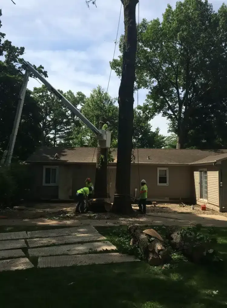 Tree service workers in high-visibility clothing use a bucket truck to trim a large tree near a house.