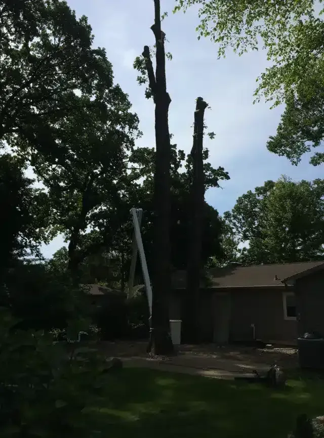 Two tall, partially trimmed trees stand in a residential backyard next to a house under a bright sky.