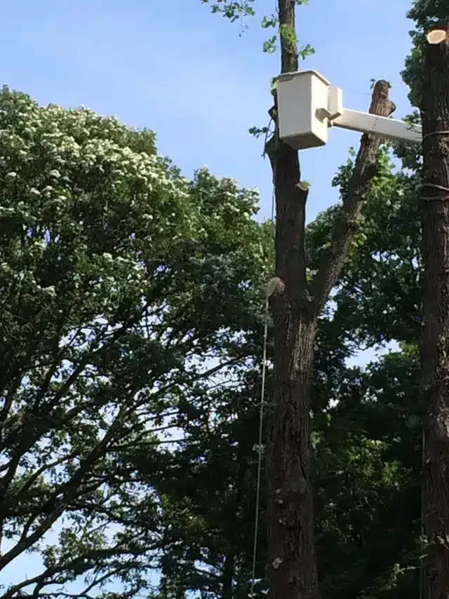 An elevated bucket truck works on trimming the upper branches of tall trees under a clear blue sky.