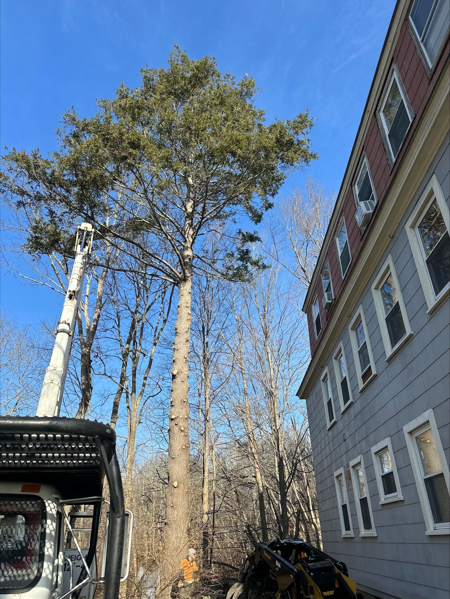A large tree is being cut down in front of a building.