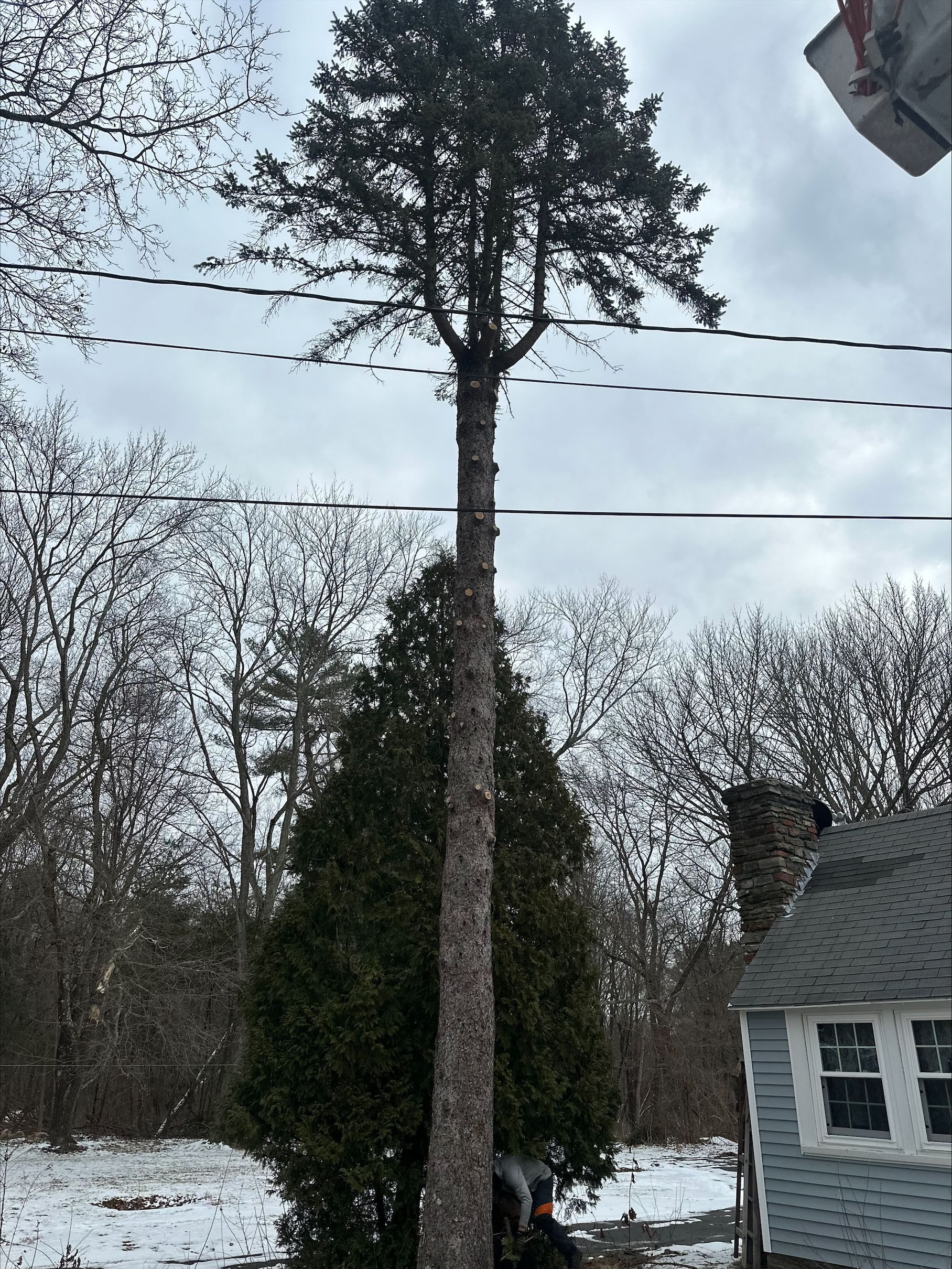 A man is standing next to a large tree in front of a house.