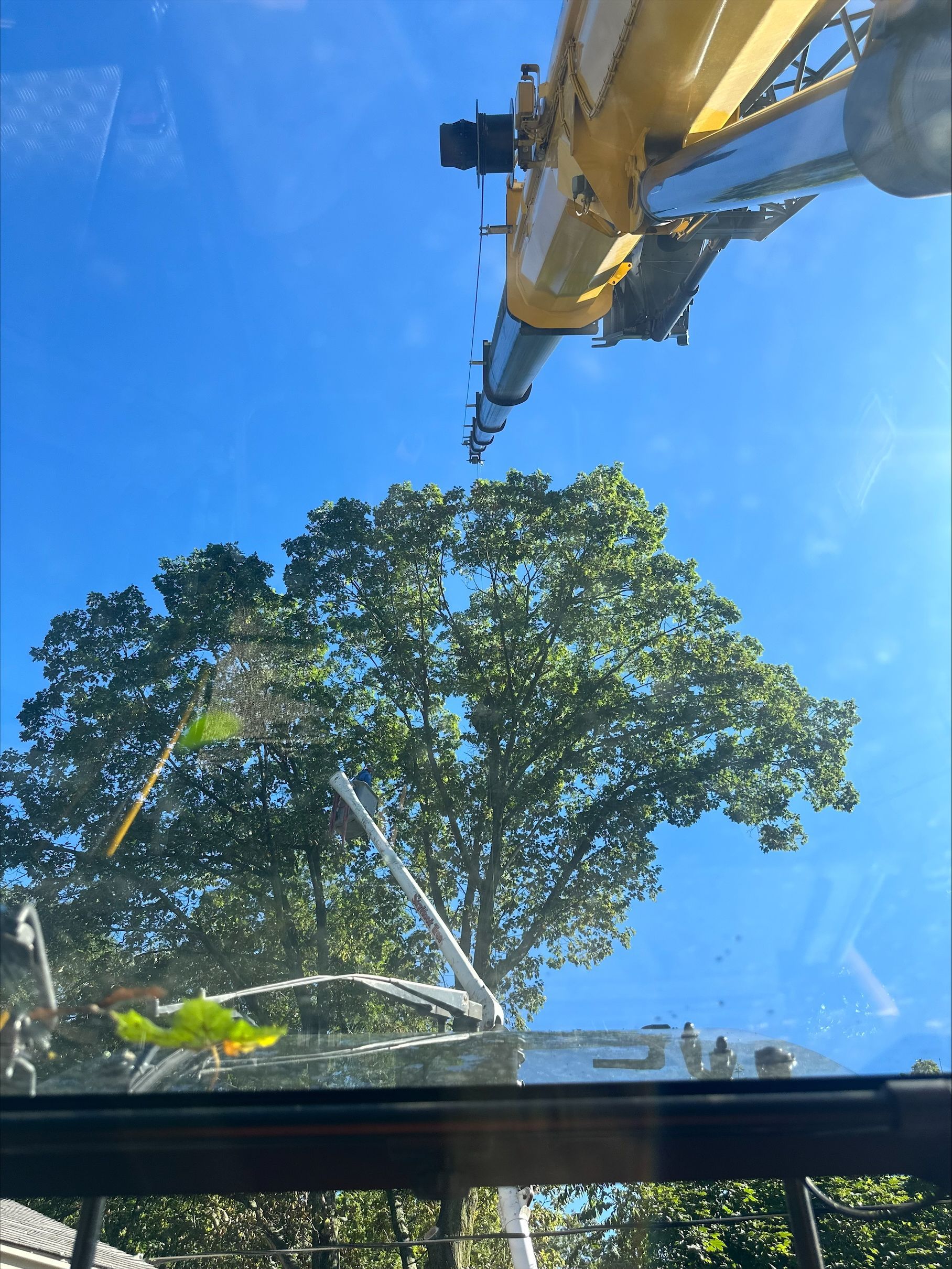 A crane is lifting a tree in the sky.