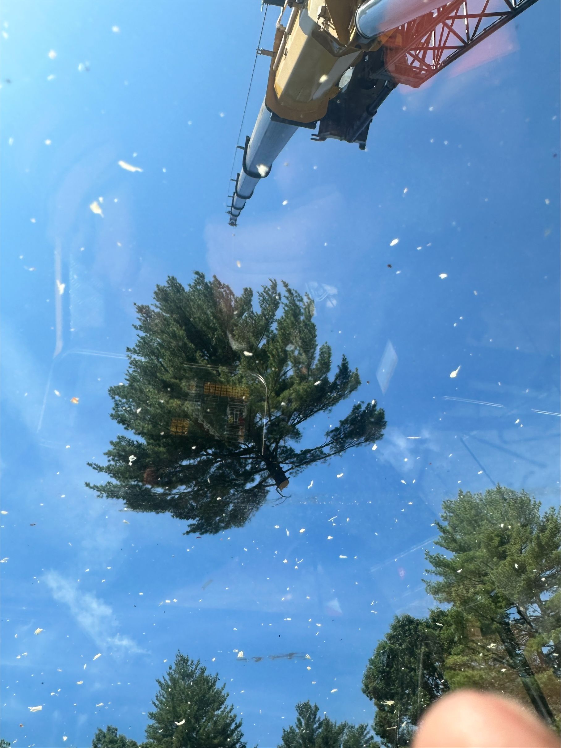 A person is looking up at a tree in the sky