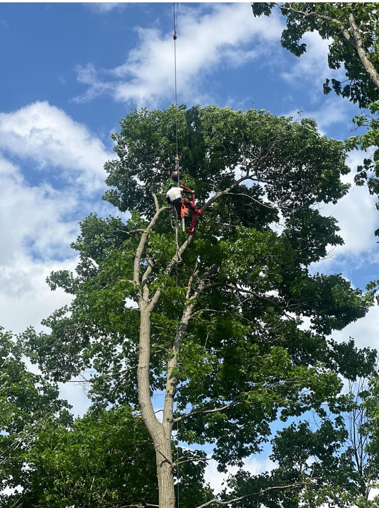 A man is climbing a tree with a chainsaw.