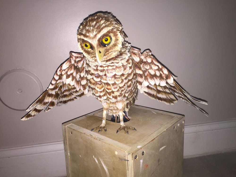 owl
