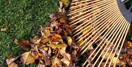 Cleaning of leaves during fall season