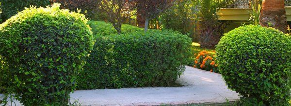 Shrubs