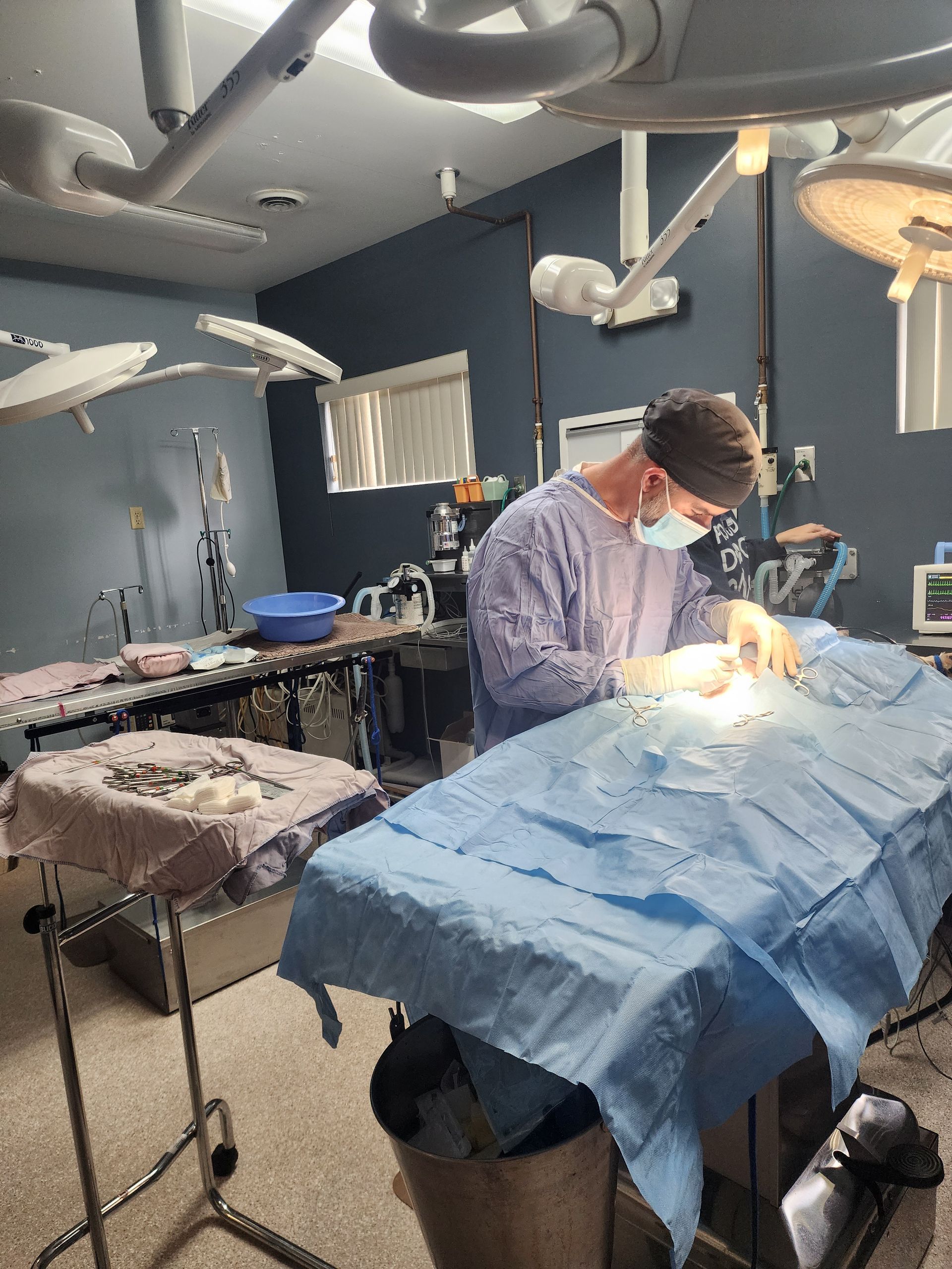 A surgeon is operating on a dog in an operating room.