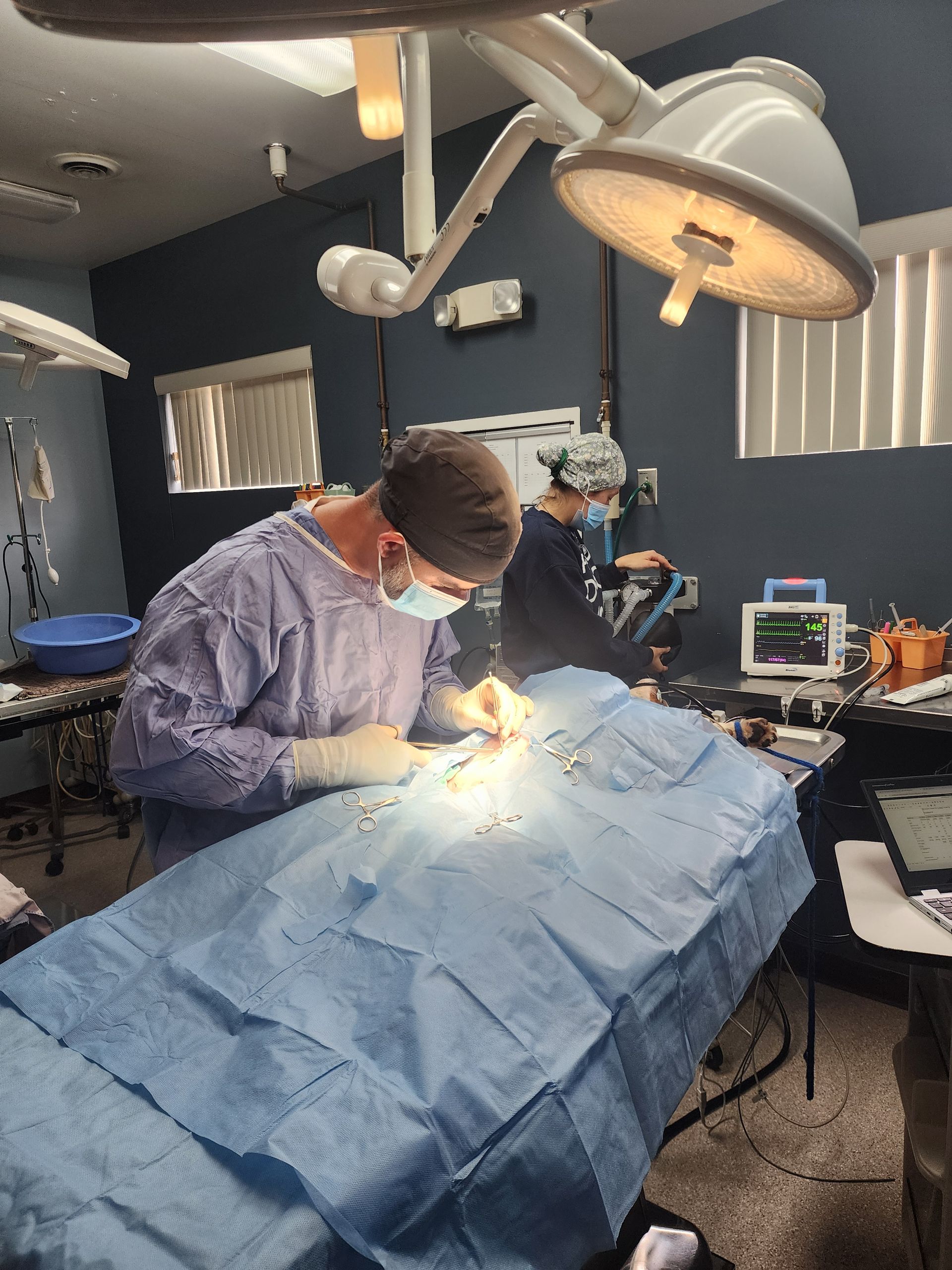 A surgeon is operating on a dog in an operating room.