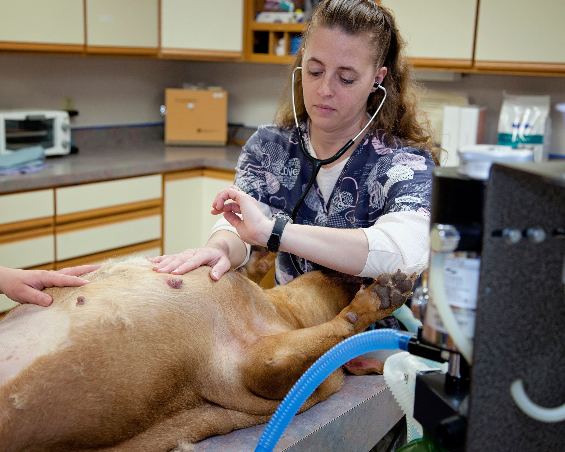 A woman is examining a dog with a stethoscope