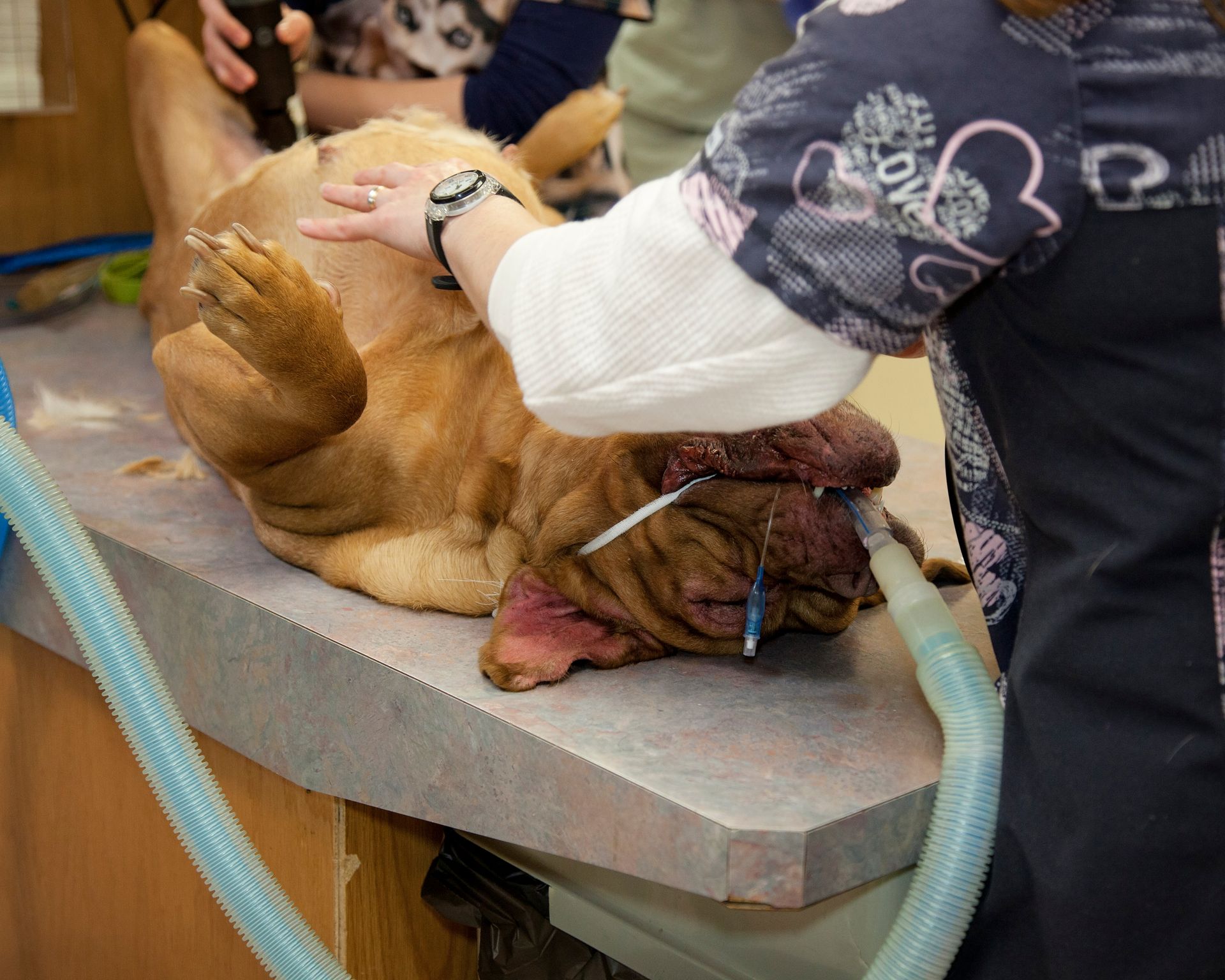A dog is being examined by a veterinarian at a veterinary clinic.
