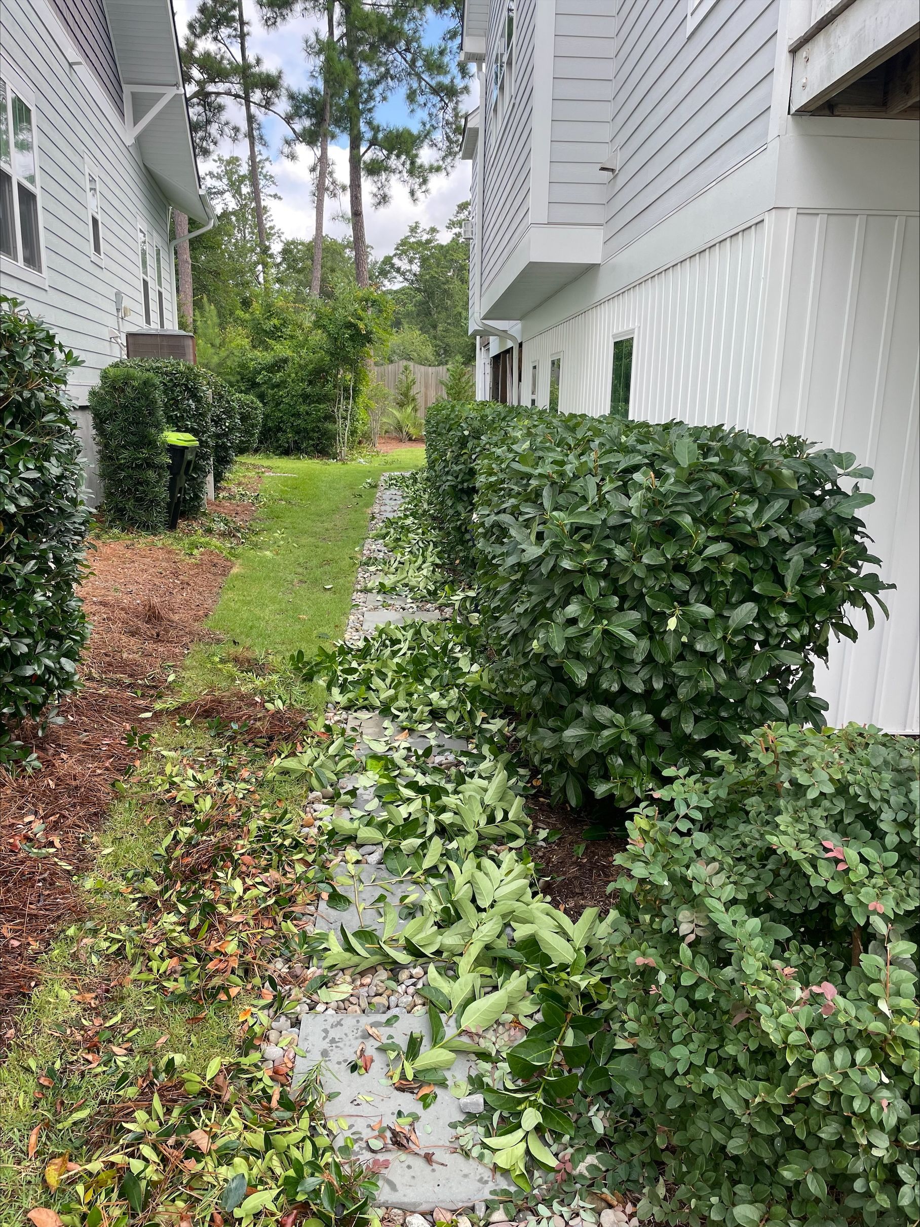 Sidewalk between white buildings, one side with trimmed bushes and green grass. Leaves debris on walk.