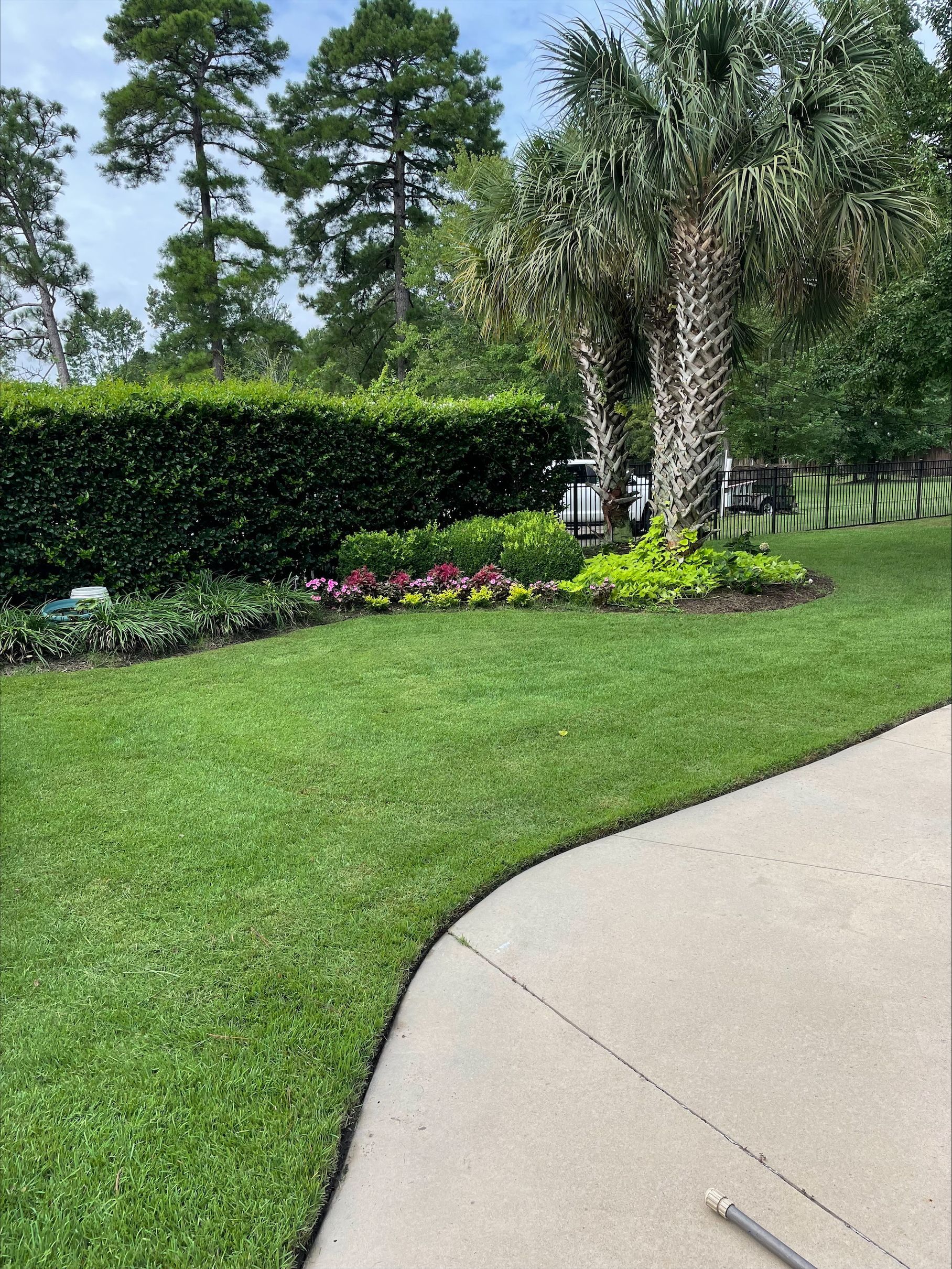 Green lawn with a flower bed and palm trees next to a concrete walkway.
