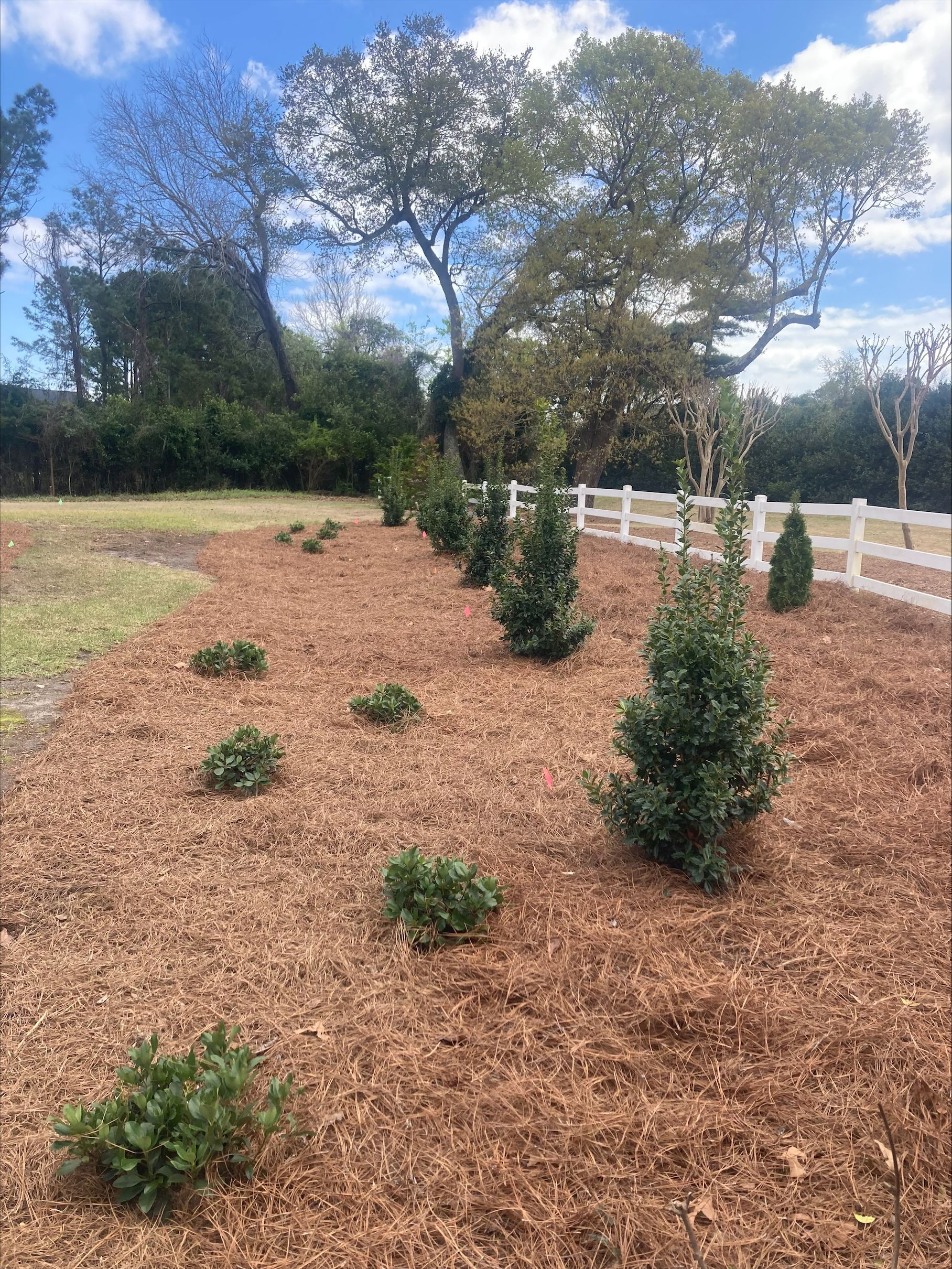 A line of small evergreen trees and bushes, mulched, next to a white fence, under a tree.
