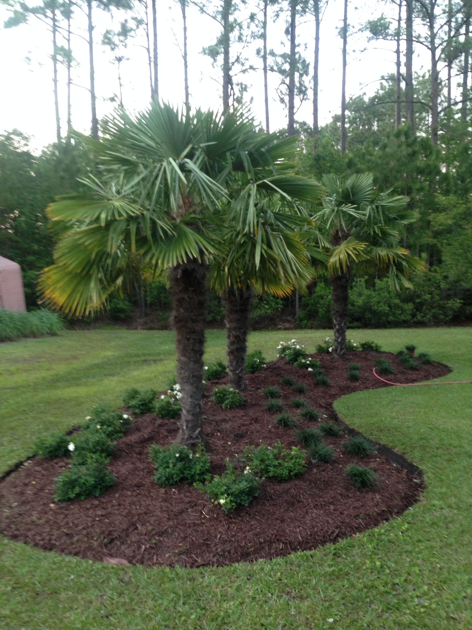 Three palm trees in a garden bed of dark mulch, surrounded by green grass and shrubs.