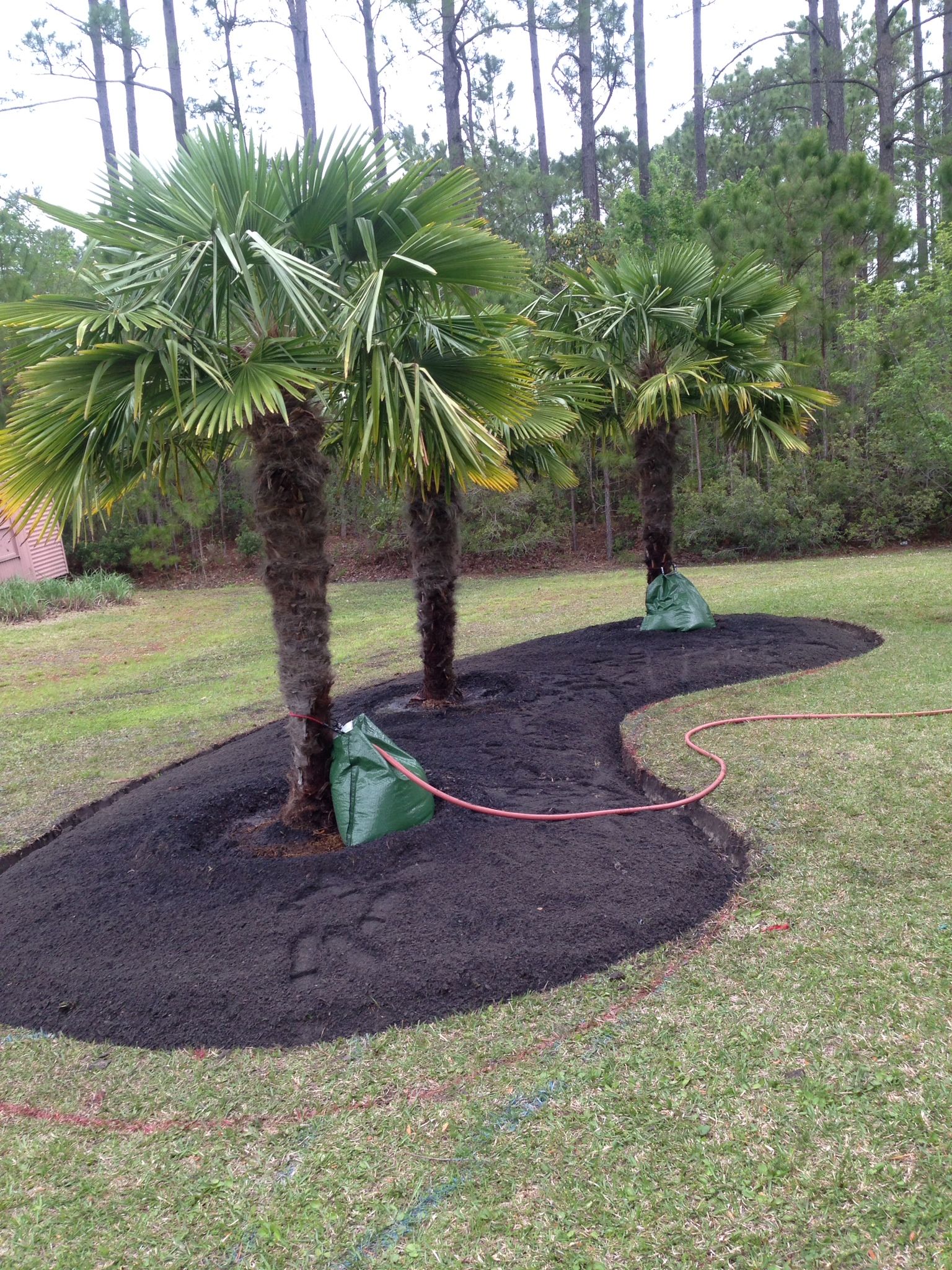 Three palm trees in a garden bed of black mulch; water bags around trunks; green grass lawn.