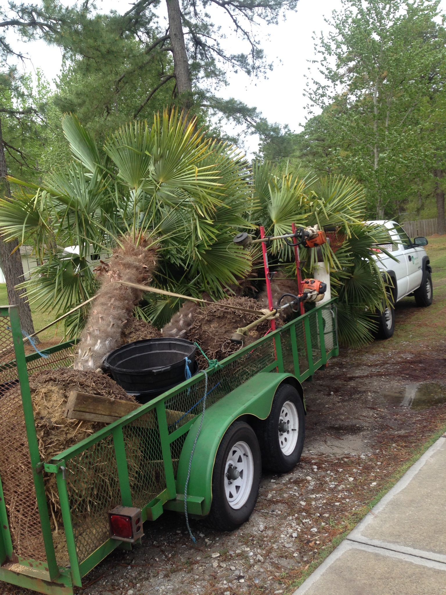 Trailer loaded with palm tree debris, hitched to a white truck, parked outdoors.