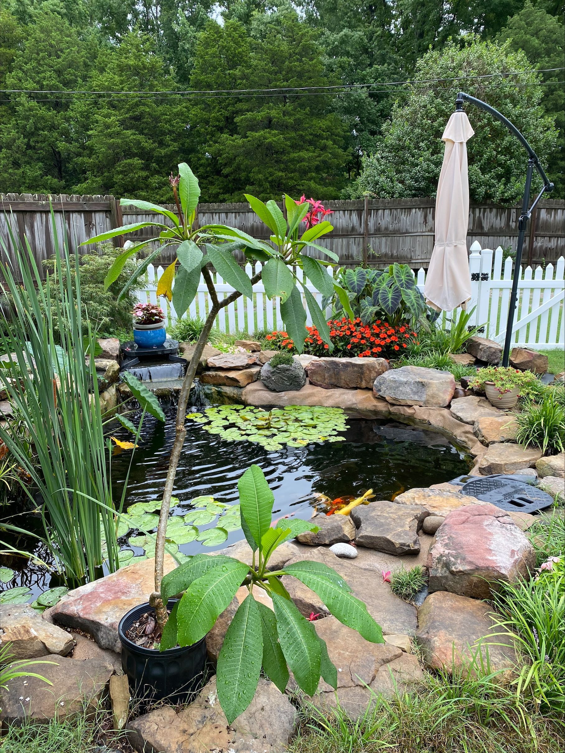 A backyard pond surrounded by rocks and plants, including a plumeria tree, near a white picket fence.