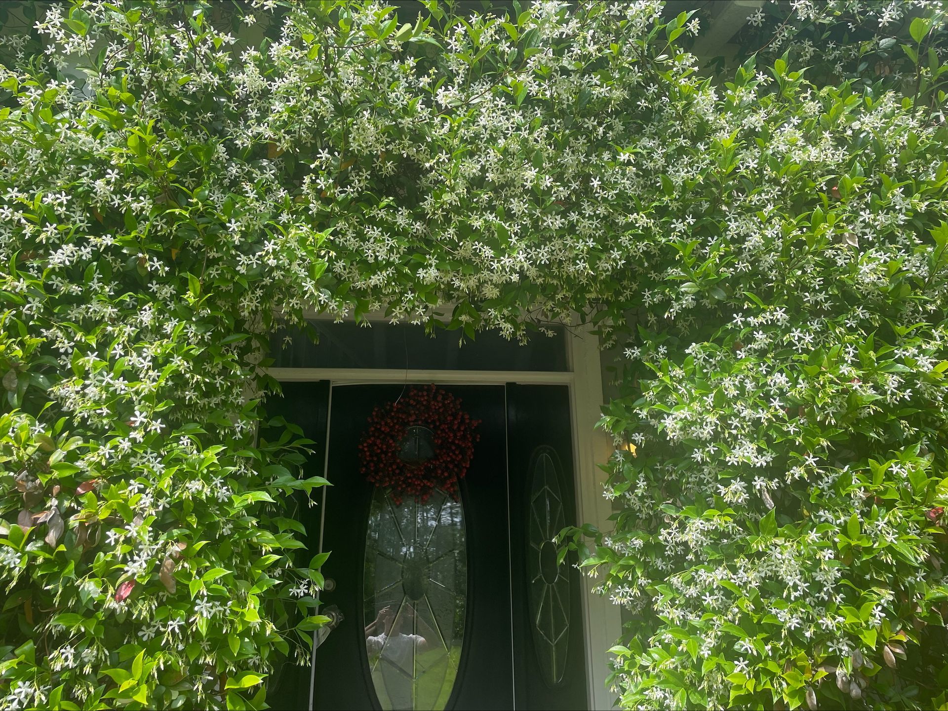 Doorway covered in a cascade of blooming white jasmine.