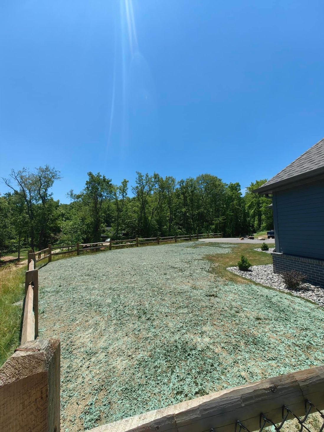 New grass seed covered in green mulch in a yard, trees in the background, blue sky.