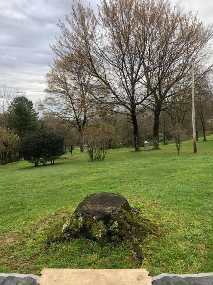 Grassy yard with a tree stump in the foreground, trees, and cloudy sky.